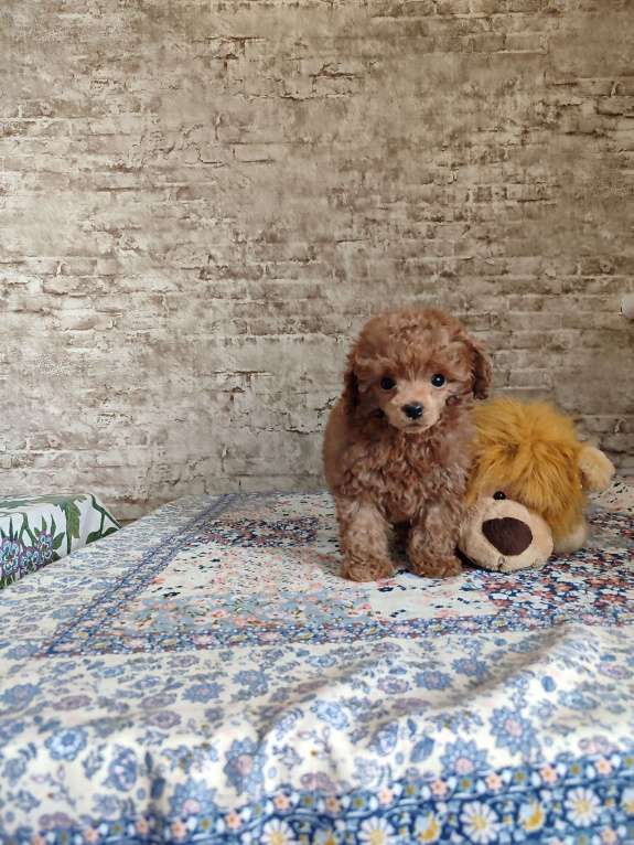 Собаки в Джанкое: Той пудель шоу класса. Титулованных родителей. Тестированых по здоровью. Без брака.  Мальчик, 100 000 руб. - фото 2