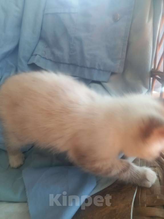 Кошки в других городах Московской области: Ищу хозяина Девочка, Бесплатно - фото 5