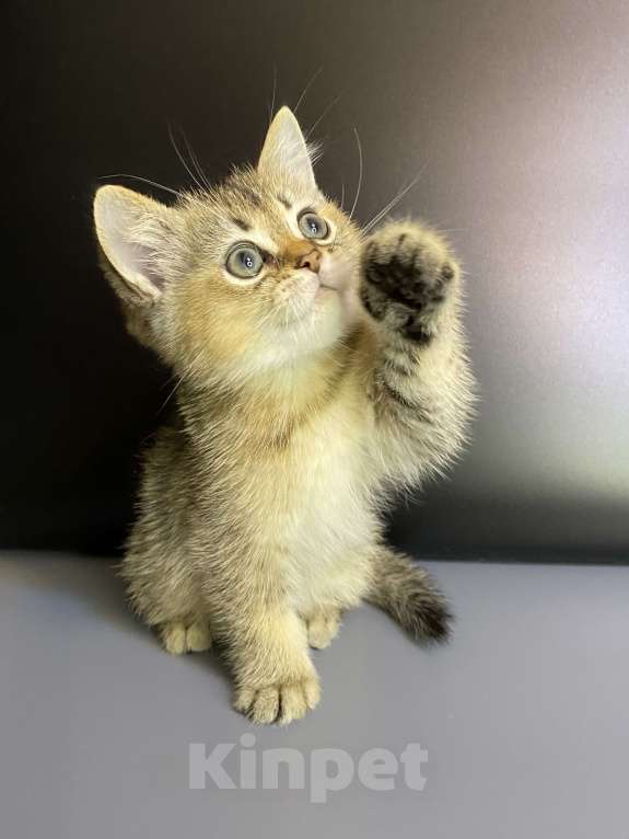 Кошки в Москве: Шотландцы  Мальчик, 35 000 руб. - фото 5