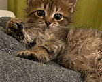 Кошки в Москве: Котенок Мини ищет дом Девочка, Бесплатно - фото 1