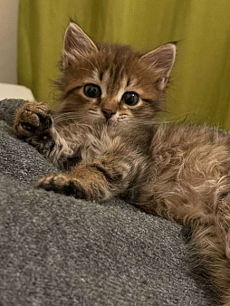 Котенок Мини ищет дом