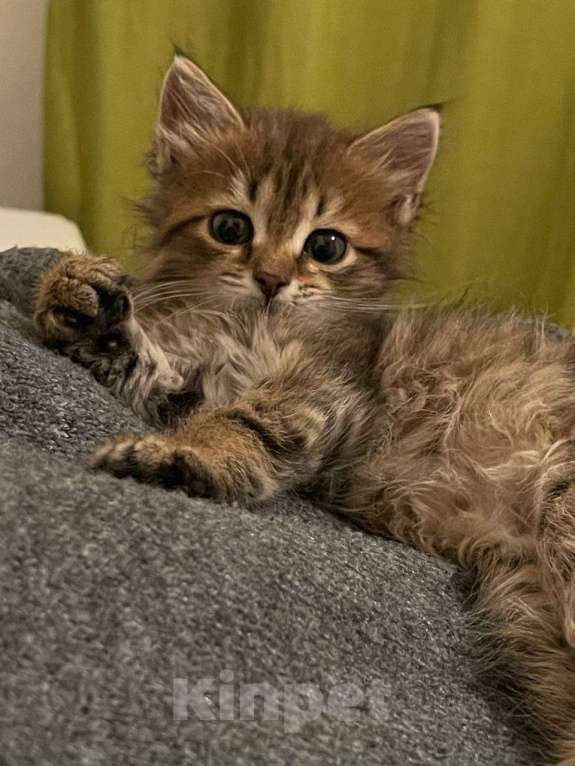 Кошки в Москве: Котенок Мини ищет дом Девочка, Бесплатно - фото 1