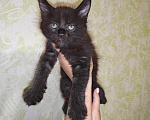 Кошки в Перми: Котята мейн-кун Девочка, 45 000 руб. - фото 2