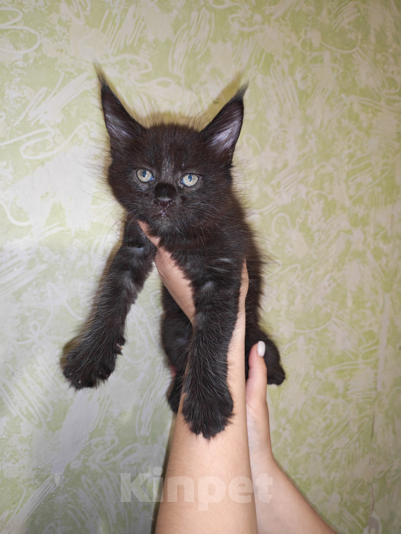 Кошки в Перми: Котята мейн-кун Девочка, 45 000 руб. - фото 2