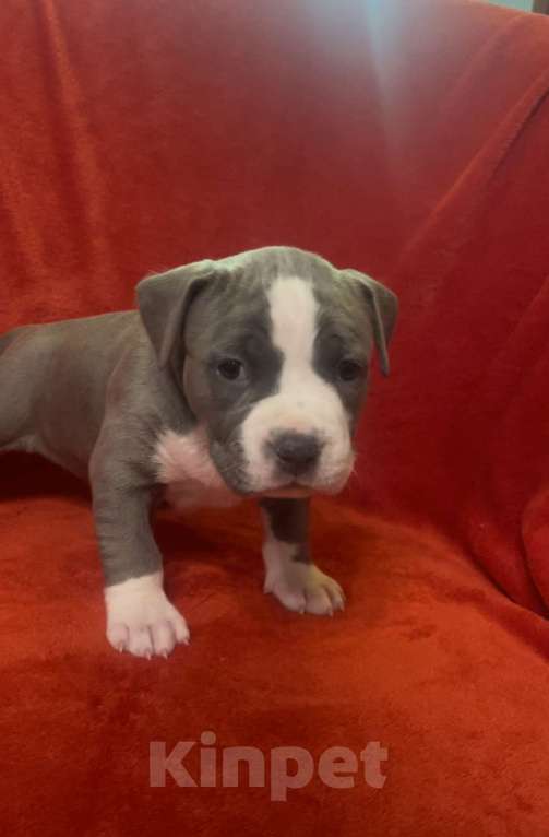 Собаки в Балашихе: Фиона  Девочка, Бесплатно - фото 2