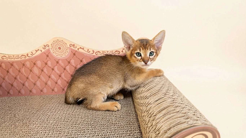 абиссинская кошечка дикого окраса под резерв 