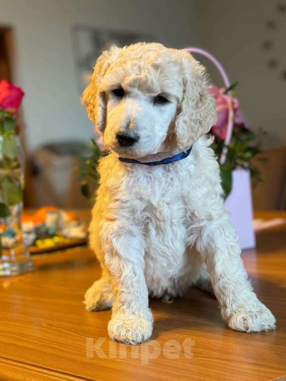 Собаки в других городах Московской области: Стандартный пудель-Щенки Мальчик, Бесплатно - фото 6