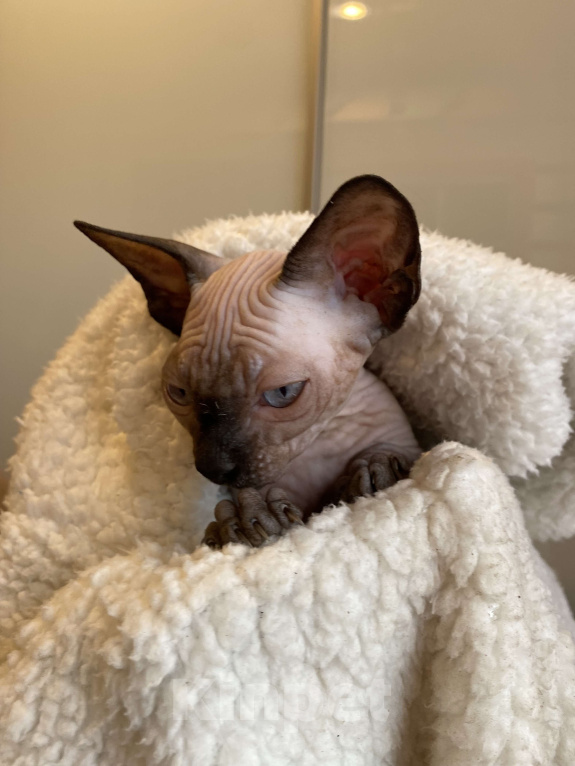 Кошки в Москве: Замурчательный котёнок канадского сфинкса Девочка, 35 000 руб. - фото 5