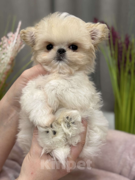 Собаки в Москве: Щенок Мальтипу Мальчик, 350 000 руб. - фото 3