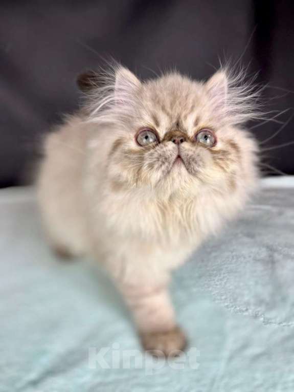 Кошки в Яхроме: Ручной, мурлыкающий игрун))) Персидский, голубоглазый котенок. Мальчик, 45 000 руб. - фото 5