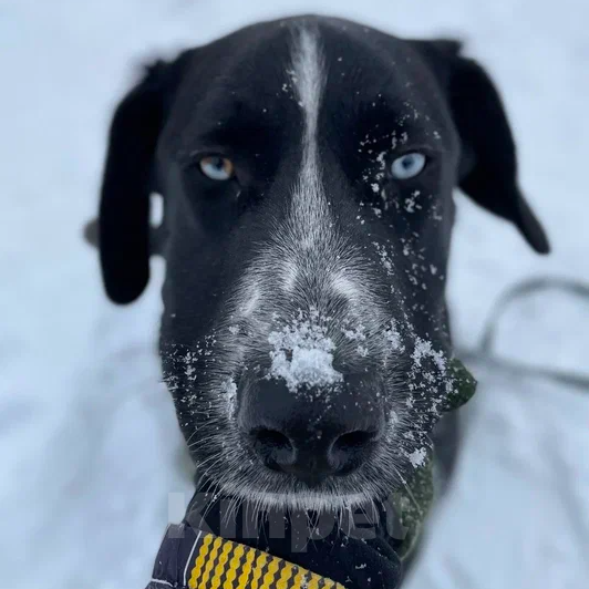 Собаки в Москве: Кускус Мальчик, Бесплатно - фото 3
