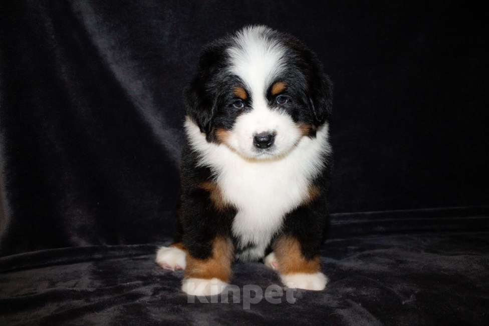 Собаки в других городах Московской области: Бернский зенненхунд Девочка, 70 000 руб. - фото 7