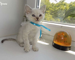 Кошки в Москве: Шотландский прямоухий короткошёрстный котёнок Мальчик, 15 000 руб. - фото 8
