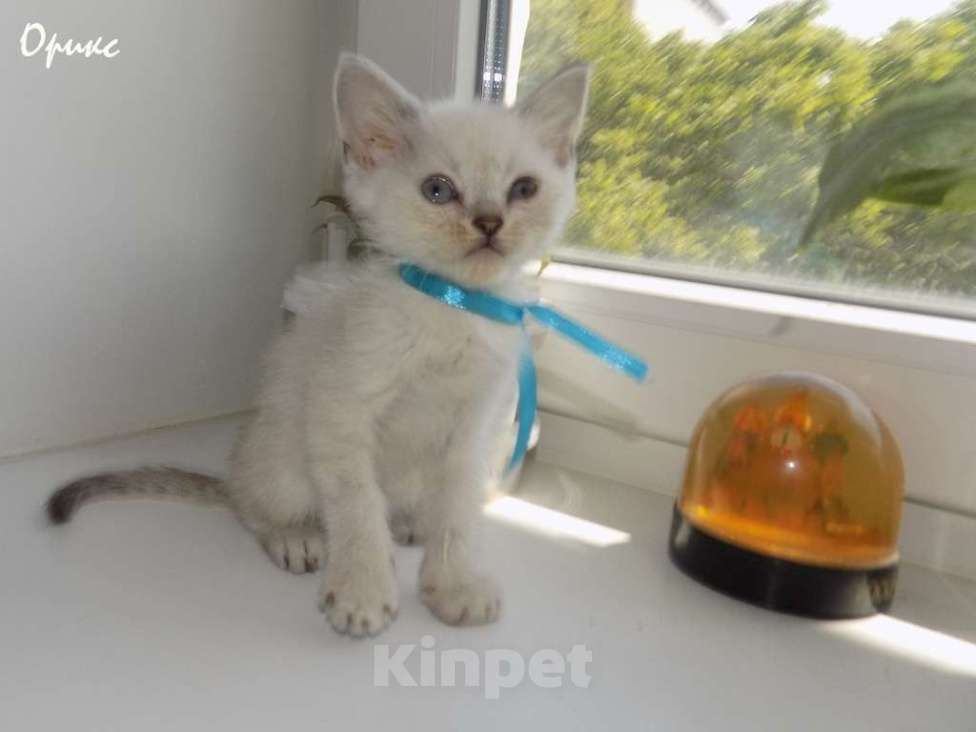 Кошки в Москве: Шотландский прямоухий короткошёрстный котёнок Мальчик, 15 000 руб. - фото 8