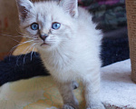 Кошки в Саратове: Рождественский котёнок Мальчик, 20 руб. - фото 6