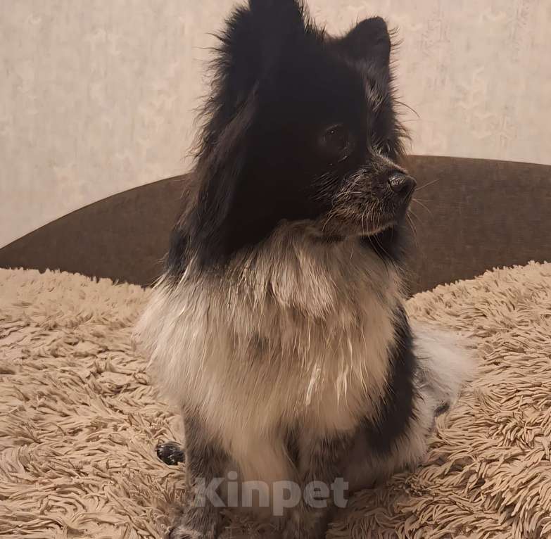 Собаки в Рязани: Немецкий шпиц (миниатюрный) Девочка, 15 000 руб. - фото 3