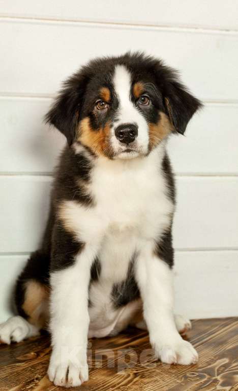 Собаки в других городах Московской области: Щенки Австралийской овчарки Девочка, 65 000 руб. - фото 7