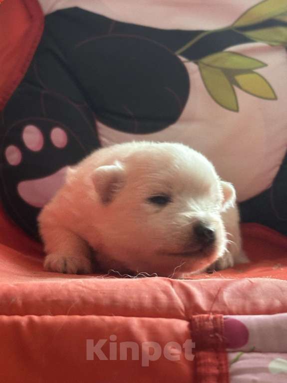 Собаки в Москве: Японский шпиц из питомника Мальчик, 100 000 руб. - фото 7