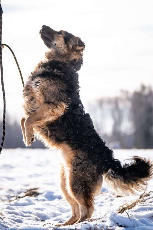 Собаки в Клине: Шарпундель - прикольный пёс Мальчик, Бесплатно - фото 7