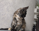Кошки в Москве: Котёнок, Мейн кун Гера Девочка, Бесплатно - фото 5