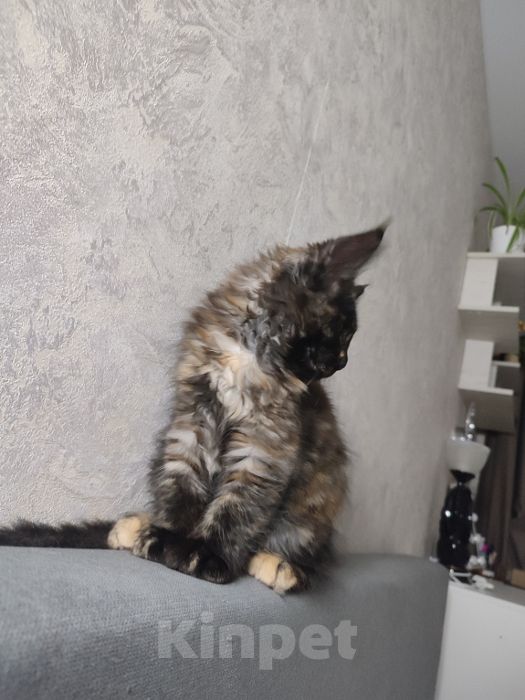 Кошки в Москве: Котёнок, Мейн кун Гера Девочка, Бесплатно - фото 5