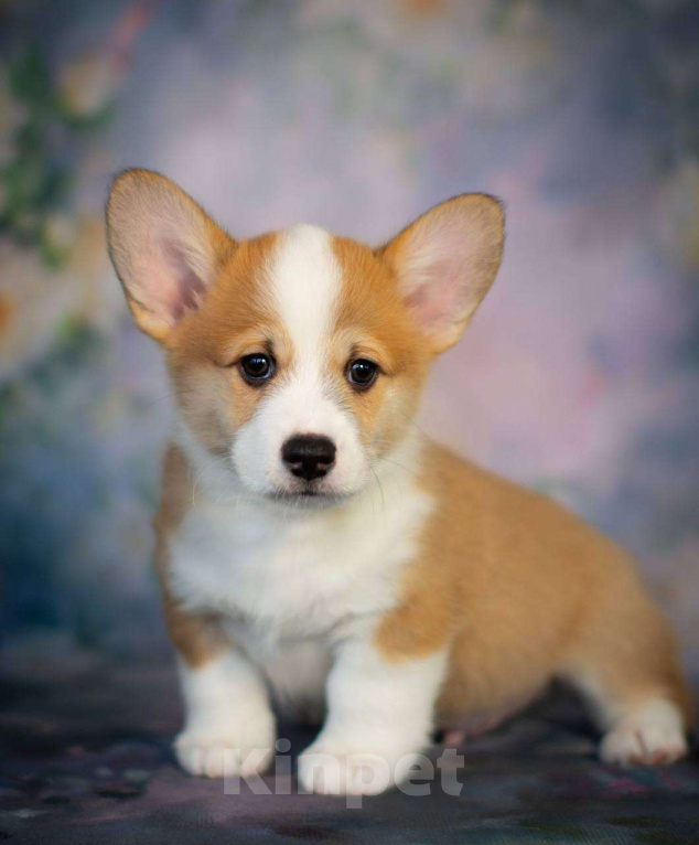 Собаки в Гатчине: Щенки вельш-корги пемброк (РКФ) Мальчик, 70 000 руб. - фото 5