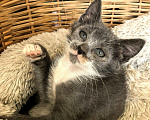 Кошки в Калуге: Милая Уся, котенок 2,5 мес в добрые руки. Девочка, Бесплатно - фото 4