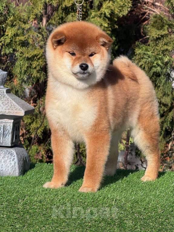 Собаки в Москве: Сиба-ину девочка Девочка, 60 000 руб. - фото 2