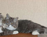 Кошки в Новокузнецке: Потерялся котёнок  Девочка, Бесплатно - фото 1
