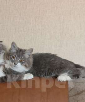 Кошки в Новокузнецке: Потерялся котёнок  Девочка, Бесплатно - фото 1