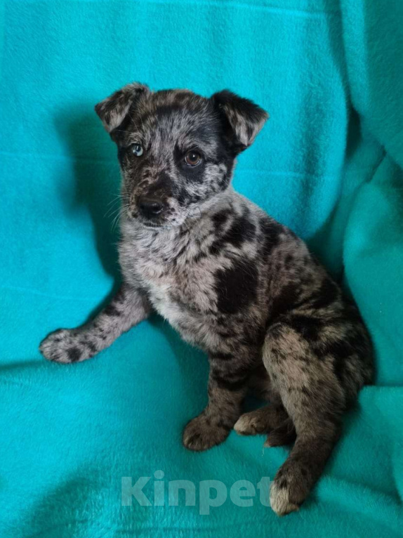 Собаки в Санкт-Петербурге: Редкий щенок Девочка, Бесплатно - фото 1