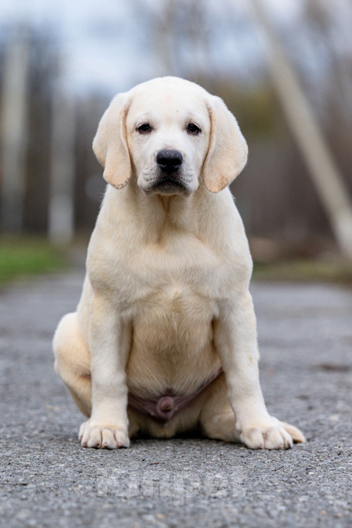 Собаки в других городах Липецкой области: Щенок лабрадора Холлабвууд'с Рокфеллер Мальчик, 120 000 руб. - фото 6