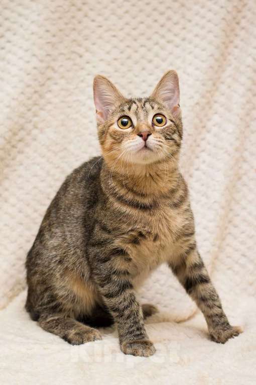 Кошки в Москве: Полосатая трехцветочка котёнок Теюшка в дар Девочка, 1 руб. - фото 7