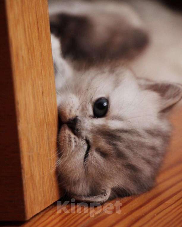 Кошки в Москве: Шотландcкие прямоухие/вислоухие и Британские котята купить в Москве, Питомник кошек SILVER SHARM Мальчик, 30 000 руб. - фото 3