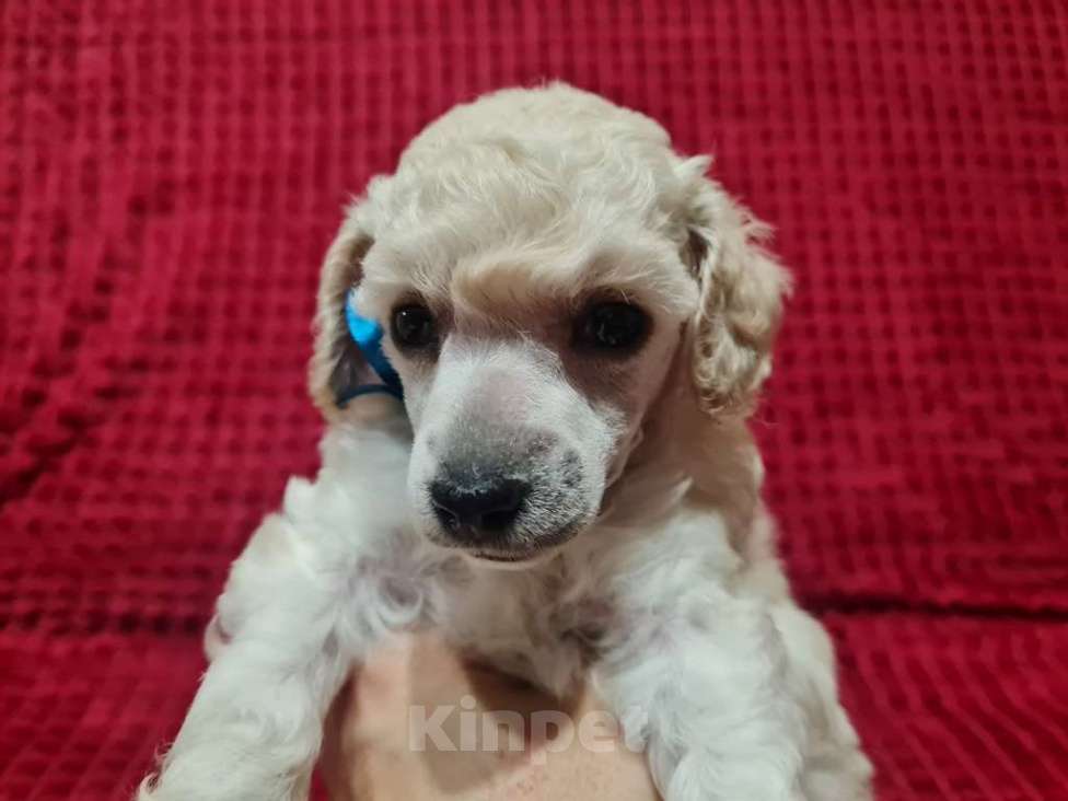 Собаки в Москве: Миниатюрный пудель белый мальчик Мальчик, 70 000 руб. - фото 1