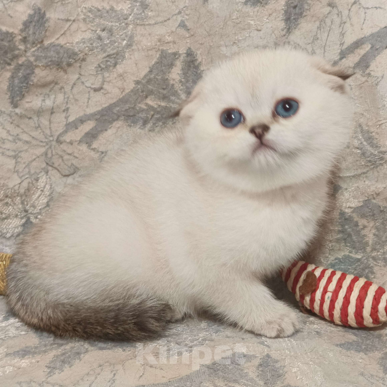 Кошки в Москве: Шотландская вислоухая девочка окрас поинт ( как сиамский ) Девочка, 50 000 руб. - фото 6