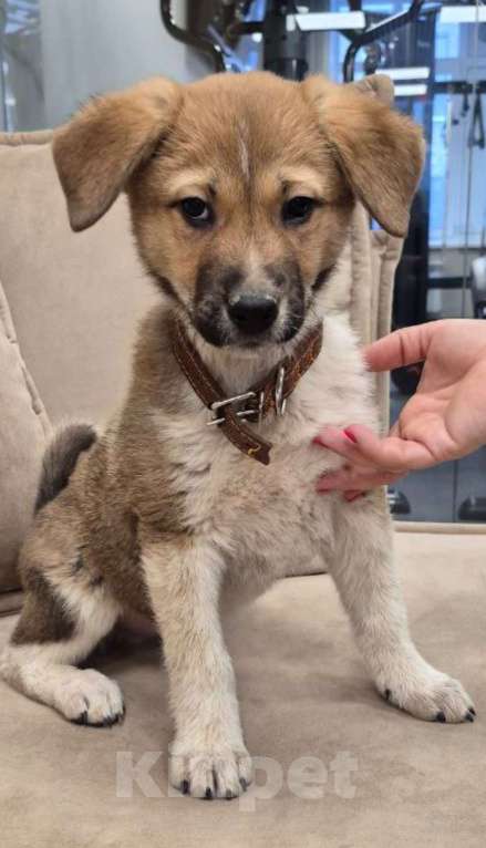 Собаки в других городах Московской области: Пиратик ищет дом! Мальчик, 1 руб. - фото 2