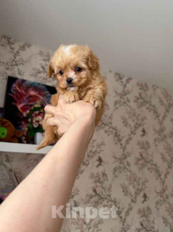 Собаки в Москве: Малыш Мальчик, 60 000 руб. - фото 1