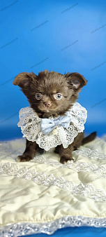 Шоколадный мальчик