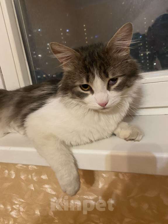 Кошки в Москве: Зефир Мальчик, Бесплатно - фото 7