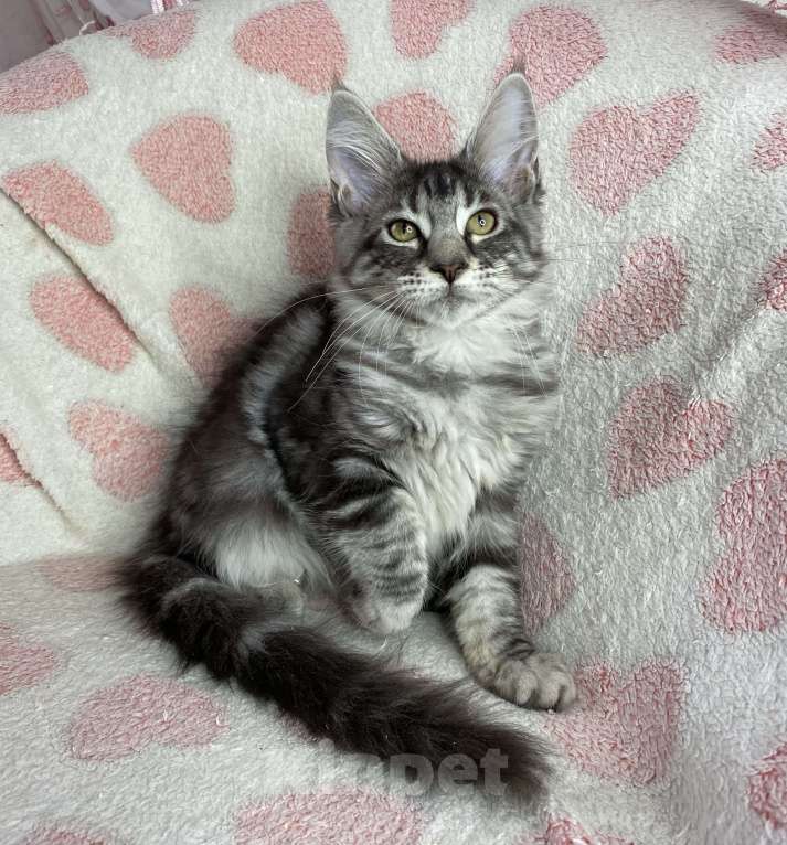 Кошки в Дмитрове: Черная серебристая мраморная девочка мейн кун Zaura Девочка, 25 000 руб. - фото 4