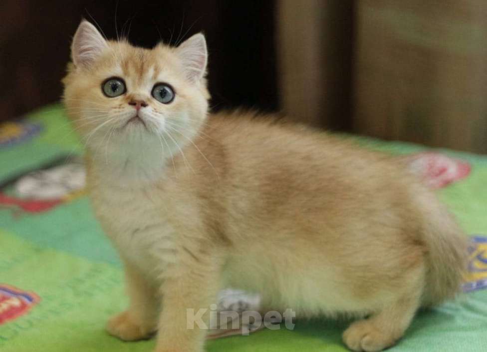 Кошки в Пятигорске: Шиншилла котёнок Мальчик, Бесплатно - фото 1