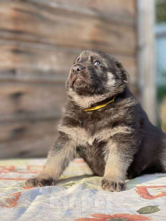 Собаки в других городах Ленинградской области: Сука ВЕО от Гордость Питера Церри Бой х Гроза Девочка, 40 000 руб. - фото 9