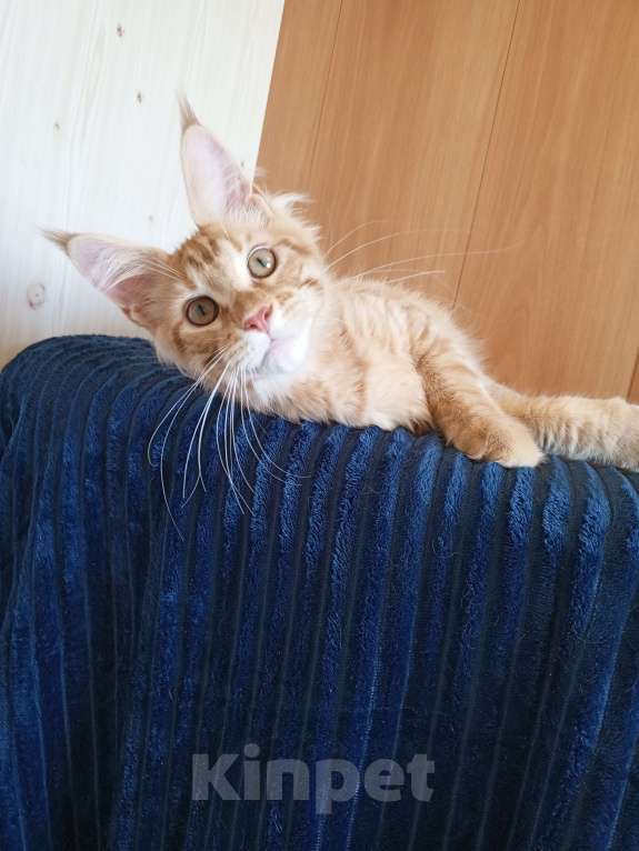 Кошки в Владимире: Кот , мейн-кун , красный тигр Мальчик, 40 000 руб. - фото 6