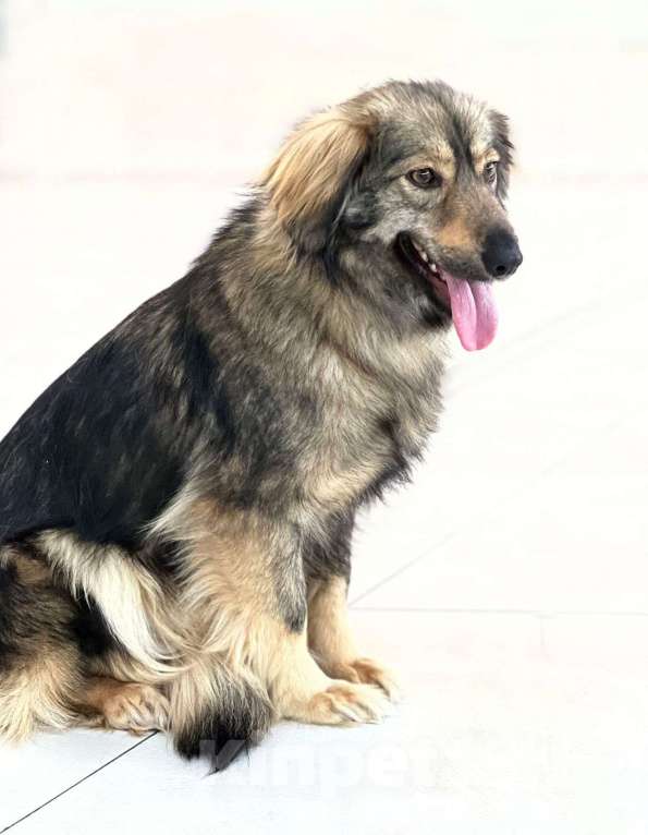 Собаки в Москве: Коротколапая пушистая собачка Мышка в добрые руки Девочка, Бесплатно - фото 3