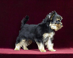 Собаки в Ижевске: Йоркширский терьер, мальчик  Мальчик, 40 000 руб. - фото 2