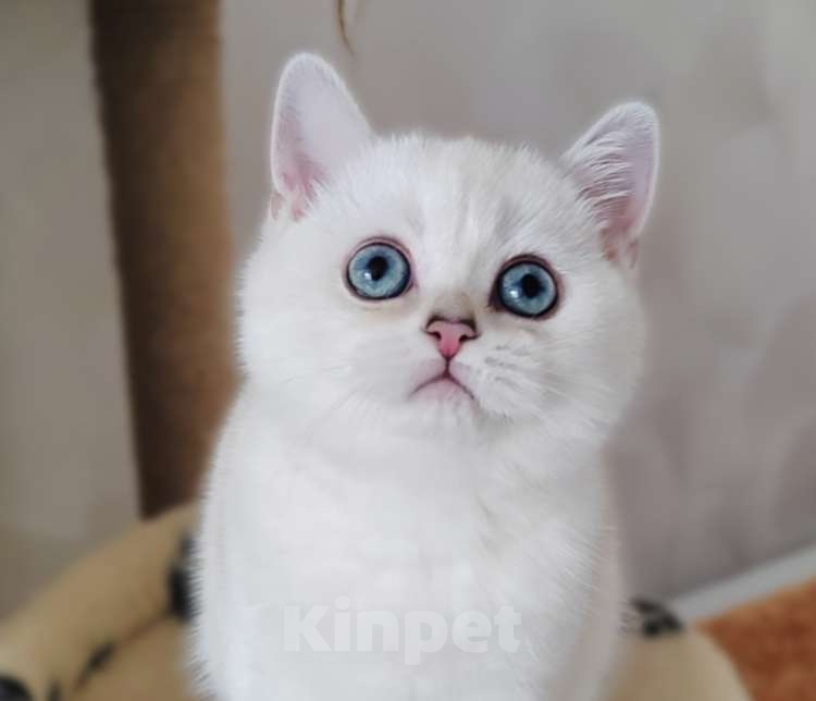 Кошки в Нижнем Новгороде: Синеглазая Девочка, 30 000 руб. - фото 1