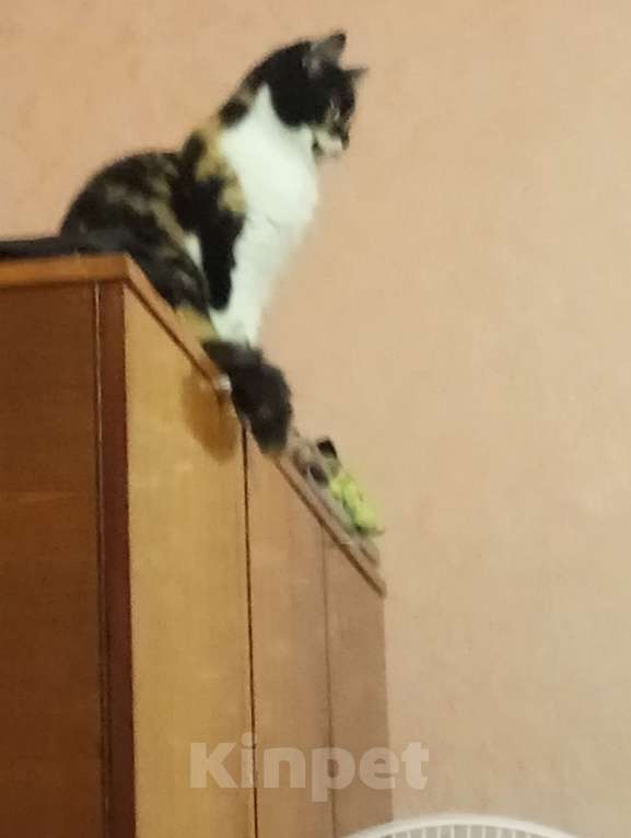 Кошки в Обнинске: Кошка домашняя Девочка, Бесплатно - фото 3