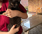 Кошки в Москве: котенок британский в дар Девочка, Бесплатно - фото 2