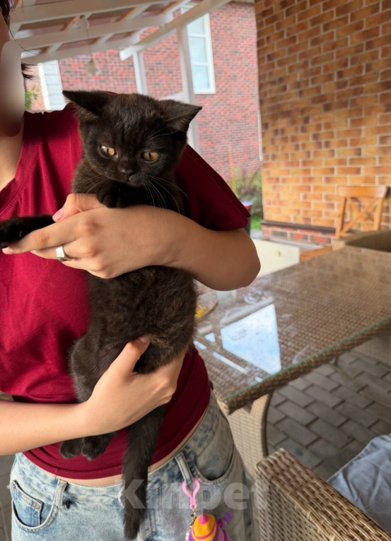 Кошки в Москве: котенок британский в дар Девочка, Бесплатно - фото 2